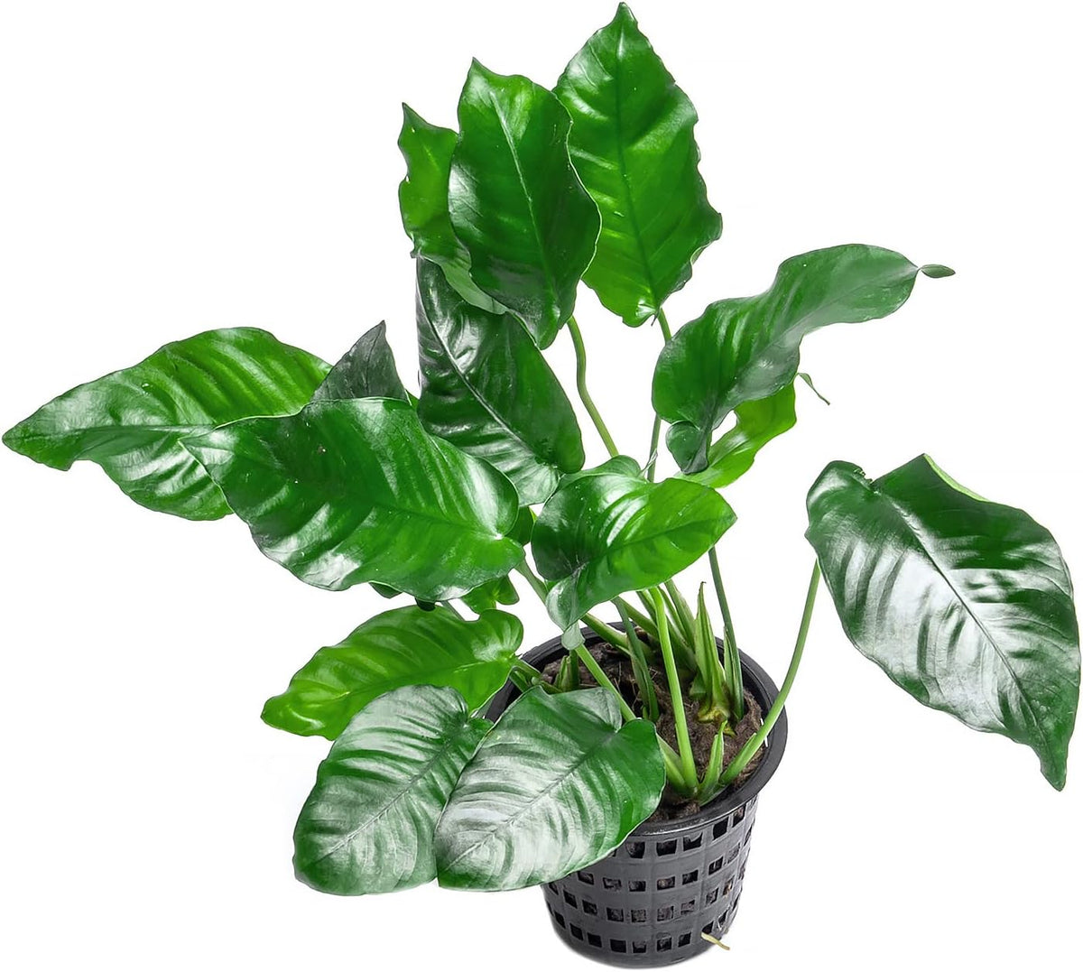Anubias Live Aquarium Plants - Potted Freshwater Plant for Fish Tanks, Terrariums - Beginner Friendly Low Light (Nana, Mother Plant)