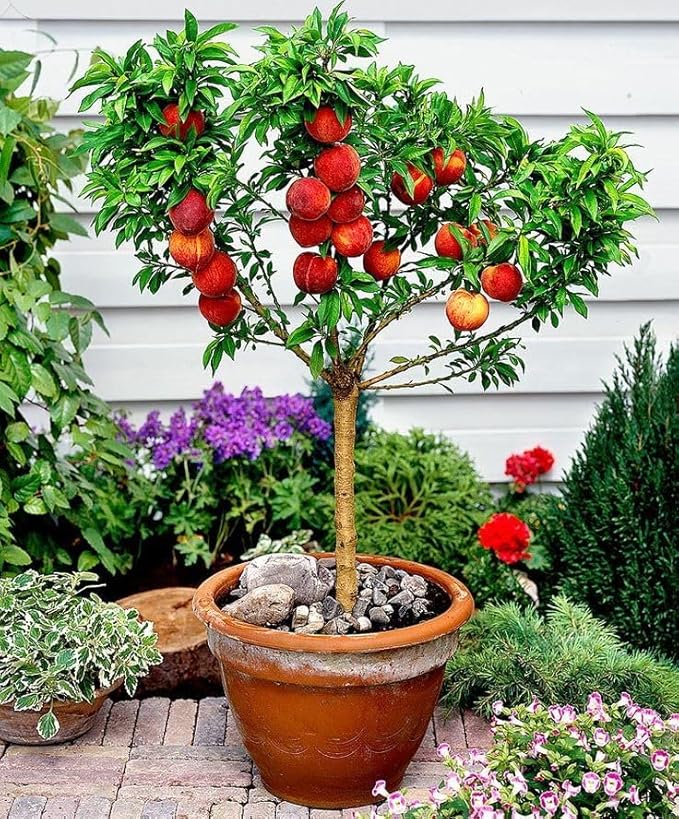 Premium Peach Potting Soil Mix - Optimal Nutrient-Rich Blend for Thriving and Juicy Peaches - 3 Quart