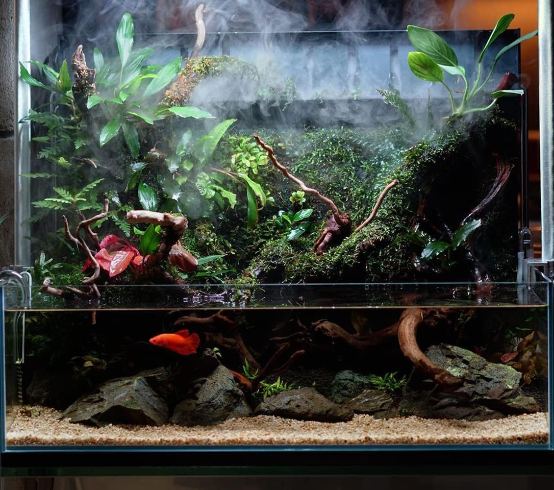 Anubias Live Aquarium Plants - Potted Freshwater Plant for Fish Tanks, Terrariums - Beginner Friendly Low Light (Congensis, 3 Pots)