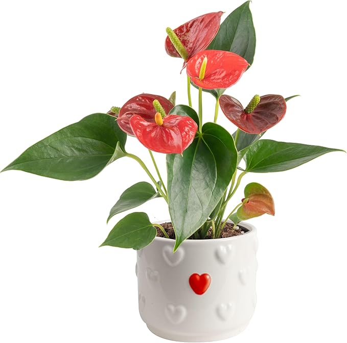 Costa Farms Anthurium Plant, Live Indoor Houseplant with Red Flowers, Easy Grow Flowering House Plant in Cute Décor Pot, Birthday, Housewarming, Get Well Soon, Home, Room, Office Décor, 12-Inches Tall
