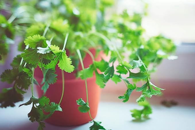 Cilantro Plant Potting Soil - All-Natural Blend for Thriving Cilantro Plants - Boosts Root Health and Aroma - 10 Quart