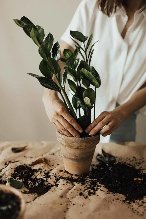 Zamioculcas Plant Potting Soil - All-Natural Blend for Thriving Zamioculcas Plants - Boosts Root Health and Distinctive Beauty - 10 Quart