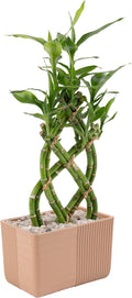 Costa Farms Lucky Bamboo Plant, Easy to Grow Live Houseplant in Indoor Bamboo Pot, Potting Mix, Grower's Choice, Birthday Gift, Home, Office, Plant Shelf Zen Room Decor, 12-Inches Tall
