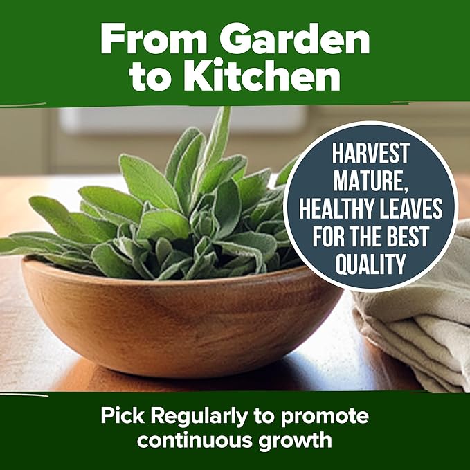 HOME GROWN White Sage Seeds 646 Pack 𝗡𝗢𝗡-𝗚𝗠𝗢, 𝗨𝗦𝗔-𝗦𝗢𝗨𝗥𝗖𝗘𝗗 Heirloom Seeds - Grow Aromatic Sage Plants for Your Herb Seeds Garden with Sage for Planting Outdoor or Indoor (Salvia apiana)