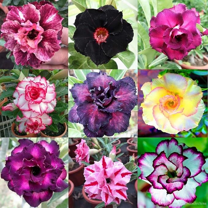 Desert Rose Planting Mix - Provide Your Adenium with an Ideal Growing Environment - 4 QUARTS