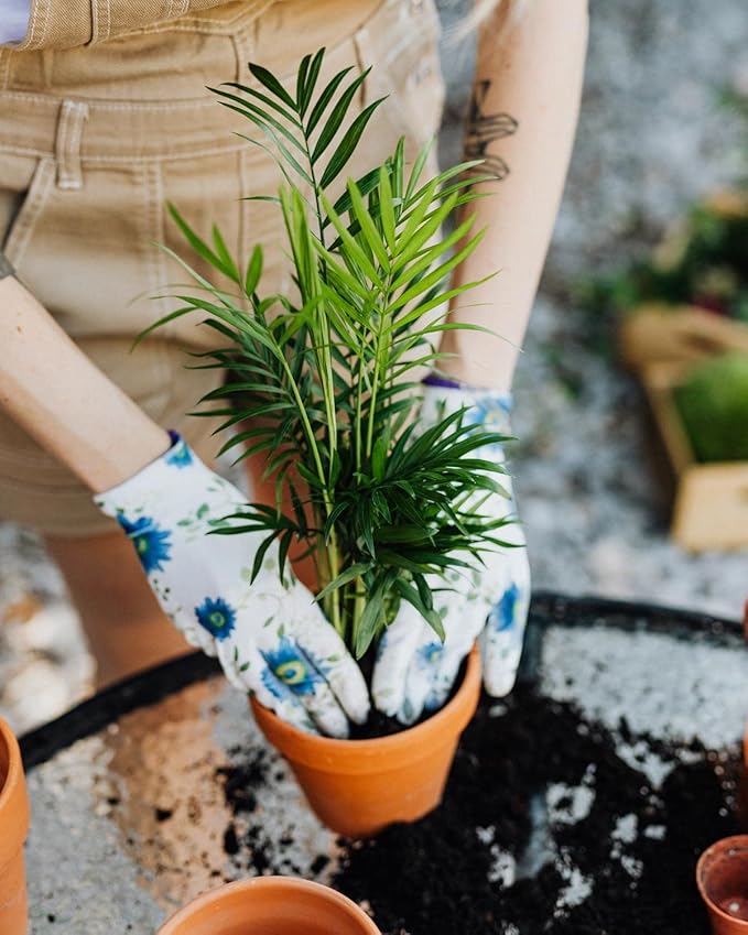 Palm Tree Potting Mix - The Ultimate Soil for Strong and Healthy Palms - Top Choice for Palm Tree Growers [2 Quart Bag]