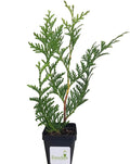 Thuja Green Giant Arborvitae Lot of 6, 3 Inch Pot