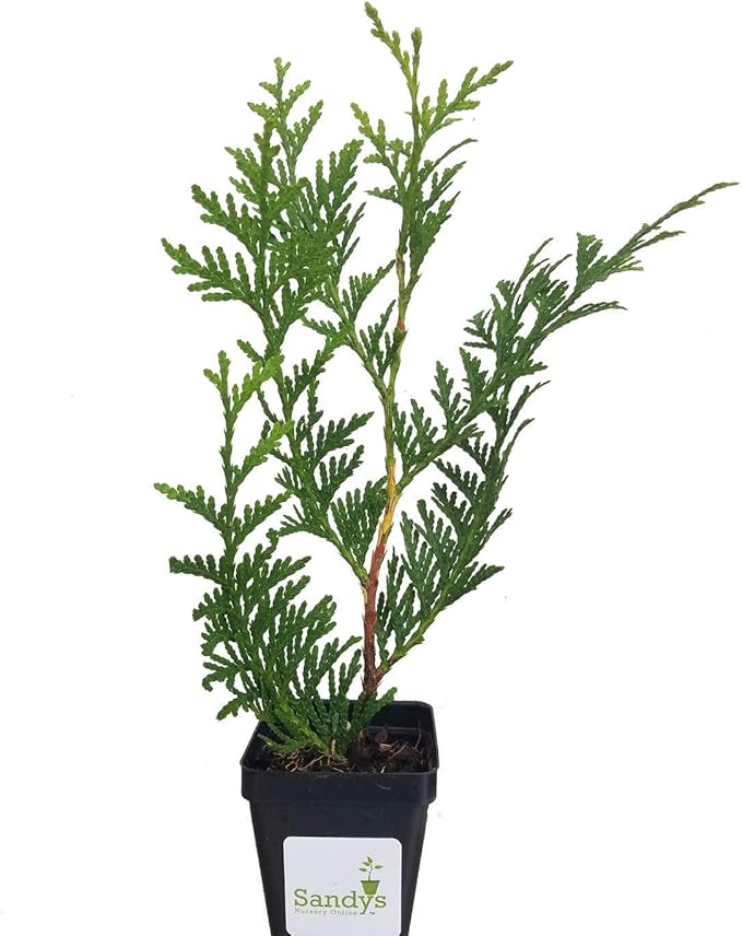 Thuja Green Giant Arborvitae Lot of 12, 3 Inch Pot
