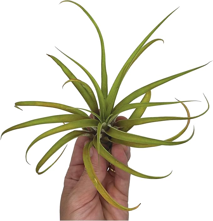 Air Plants - Tillandsia Capitata (Peach), Large 5-7” - 2 ct - Live Arrival Guaranteed - House Plants for Home Decor & Gift