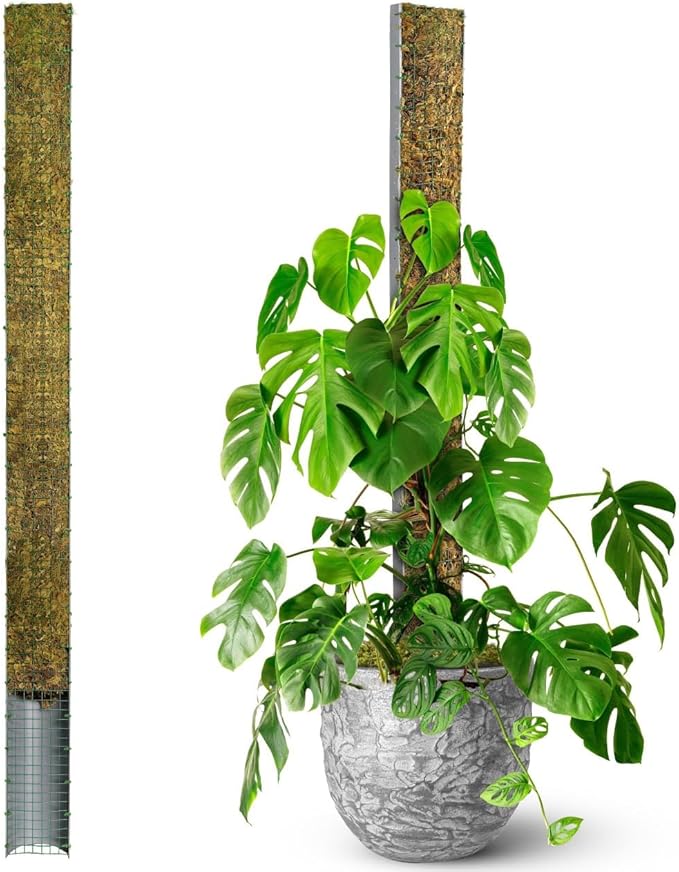 DUSPRO 59’’ D-Shape Moss Pole for Climbing Plants Monstera Moss Plant Pole Handmade Moss Stick for Indoor Plants Grow Upward (59'', 1pc.)