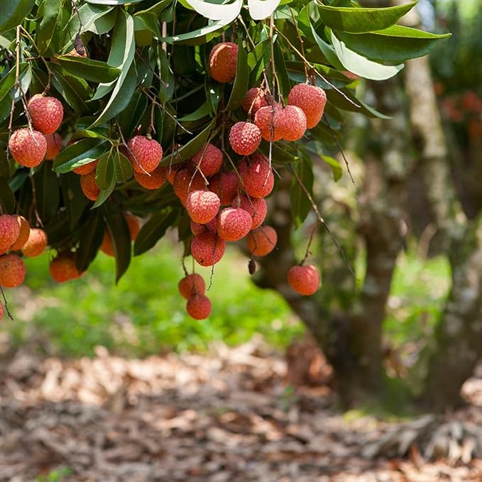 Premium Lychee Potting Soil Mix - Perfect Balance of Nutrients, Drainage, and Aeration for Thriving Lychee Trees - 10 Quart