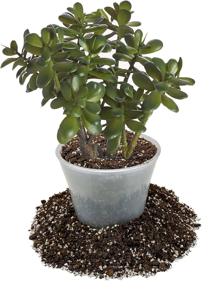 Premium Jade Plant Potting Soil Mix - (1 Quart Bag)