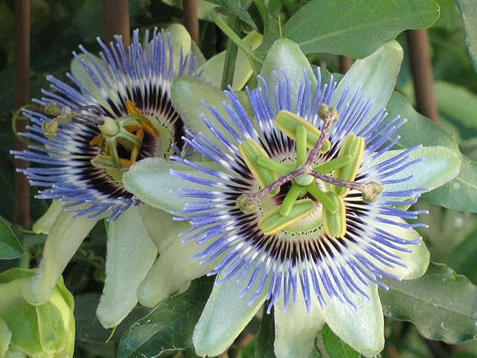 Premium Passion Fruit Potting Soil Mix - Perfect Balance of Nutrients, Drainage, and Aeration for Thriving Passion Fruit Vines - 2 Quart