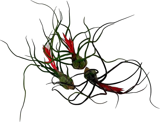 Air Plants - Flowering Tillandsia Bulbosa Guatemala, Large 3-5" - 3ct - Live Arrival Guaranteed - House Plants for Home Decor & Gift