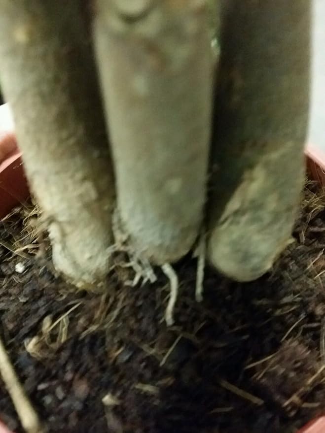 LOUSBONSAINUSERY BRAIDED MONEY TREE