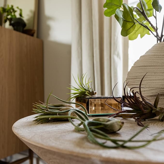 Air Plants - Tillandsia Variety Pack, Regular 1-3" - 6ct - Live Arrival Guaranteed - House Plants for Home Decor & Gift