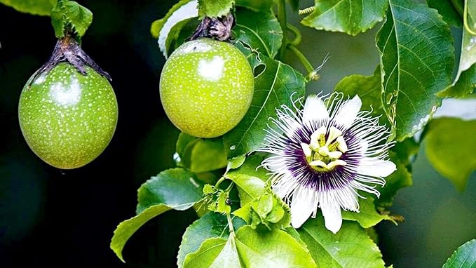 Premium Passion Fruit Potting Soil Mix - Perfect Balance of Nutrients, Drainage, and Aeration for Thriving Passion Fruit Vines - 20 Quart