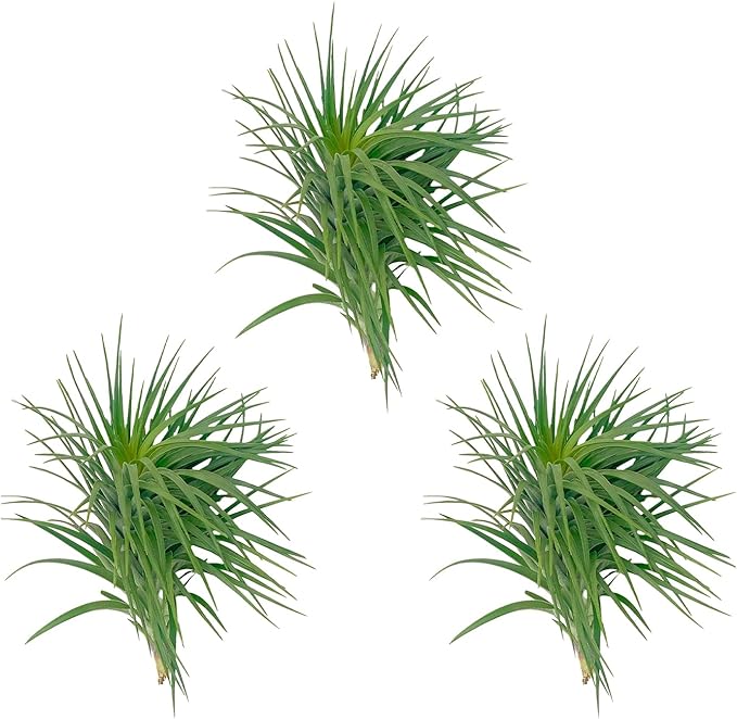 Air Plants - Flowering Tillandsia Pink Paske Large 5" - 3ct - Live Arrival Guaranteed - House Plants for Home Decor & Gift