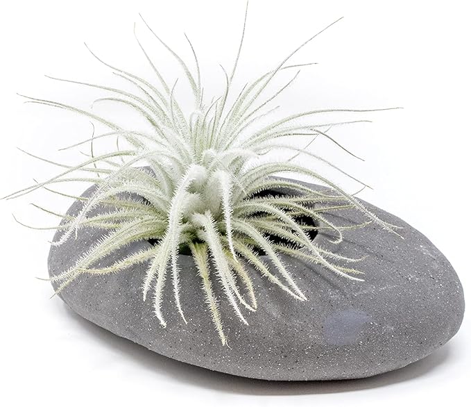 Air Plant Shop 25 Pack Rare Tectorum Ecuador Air Plants - Unique, Bright White, Nursery-Grown Tillandsia House Plant with Fuzzy Trichomes for Terrariums, Driftwood & Living Walls - Wholesale