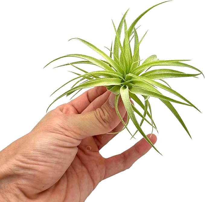 Live Air Plants - Tillandsia Geminiflora 1-3" - 5ct – ragnaroc Live Indoor Plant - Live Arrival Guaranteed - House Plants for Home Decor & Gift