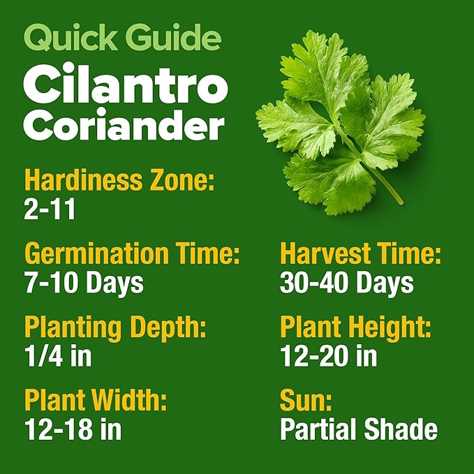 HOME GROWN 𝗨𝗦𝗔 𝗣𝗥𝗘𝗠𝗜𝗨𝗠 1000+ Cilantro Seeds for Planting Indoors or Outdoors - Non-GMO Heirloom Herbs, Coriander Plant Seeds - Complete Your Herb Seeds Collection for Your Indoor Herb Garden