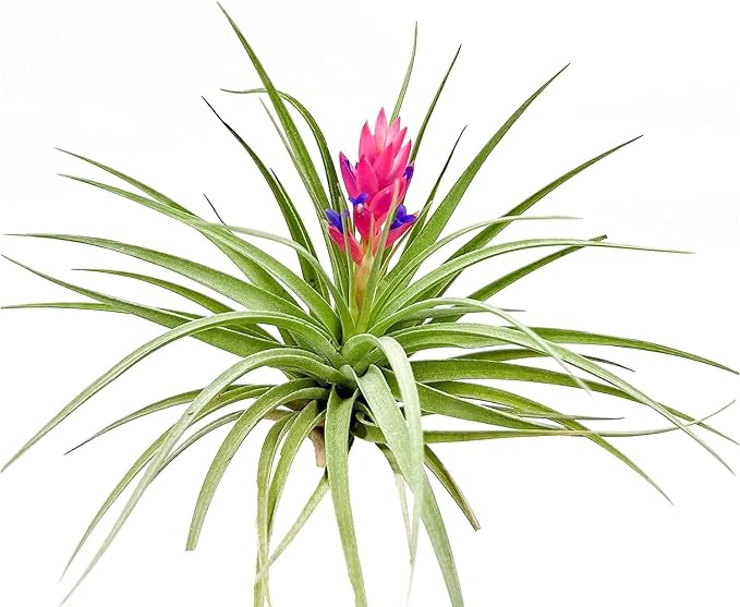 Air Plants - Flowering Tillandsia Stricta Large 5" - 1ct - Live Arrival Guaranteed - House Plants for Home Decor & Gift