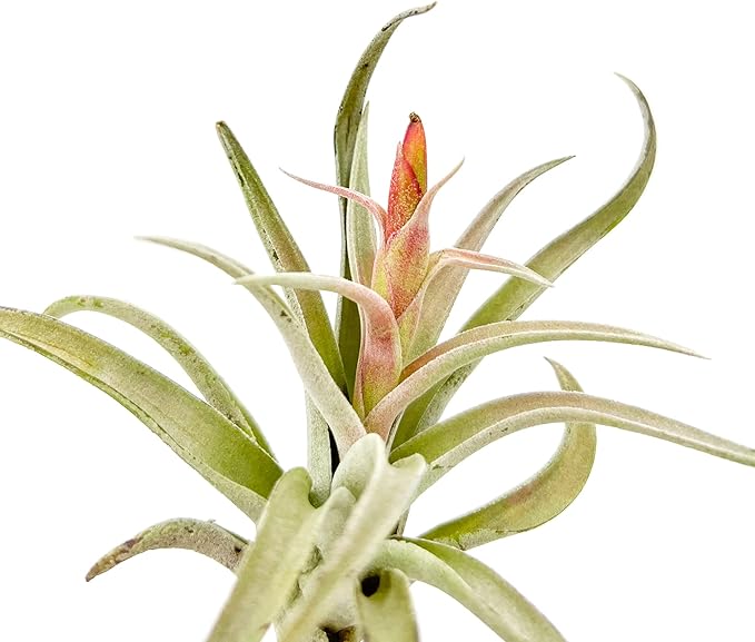 Air Plants - Flowering Tillandsia Harrisii, Large 3-5" - 2ct - Live Arrival Guaranteed - House Plants for Home Decor & Gift