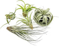 Air Plants - Hod Gift Box - 5ct - Live Arrival Guaranteed - House Plants for Home Decor & Gift