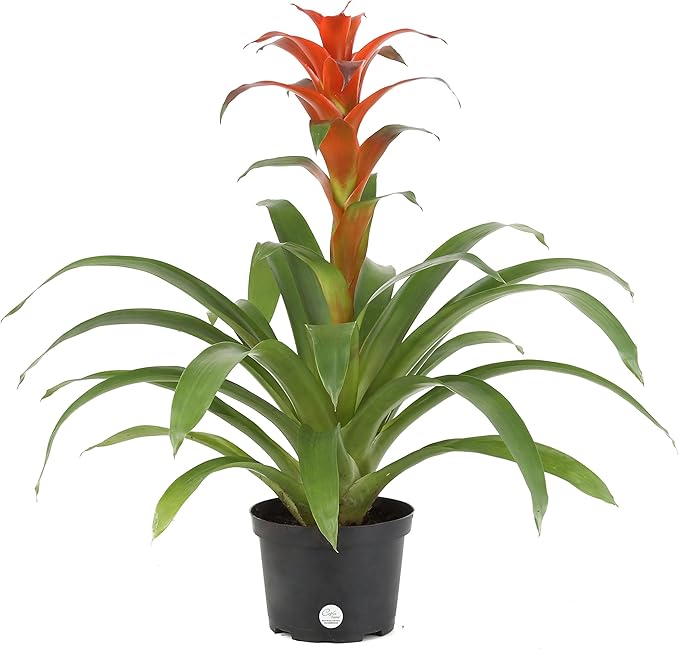 Costa Farms Live Bromeliad Indoor Tabletop Plant in 6-Inch Grower's Pot, Grower's Choice - Red, Pink, Orange, Yellow