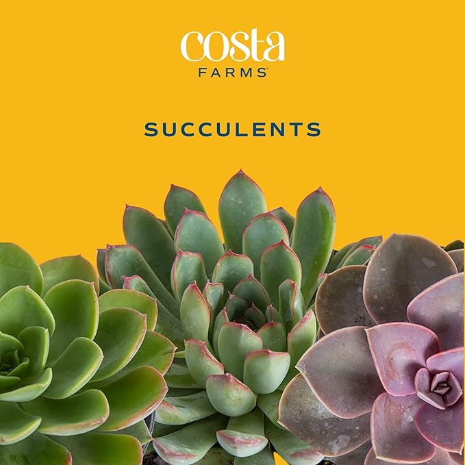 Costa Farms Mini Succulent DIY Heart Kit Fully Rooted, 2-inch Live Indoor Plant, 4-Inches Tall, Heart Frame DIY Kit| Valentines Day Gift | Valentines Day Decoration