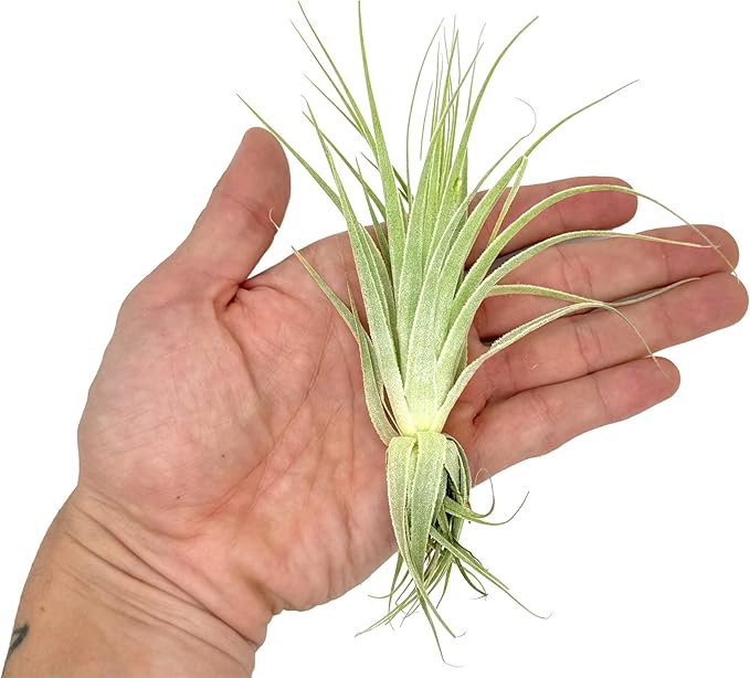 Live Air Plant - Tillandsia Gardneri 5-7” - ragnaroc Rare Collectors Indoor Tropical Plant - Live Arrival Guaranteed - House Plants for Home Decor & Gift