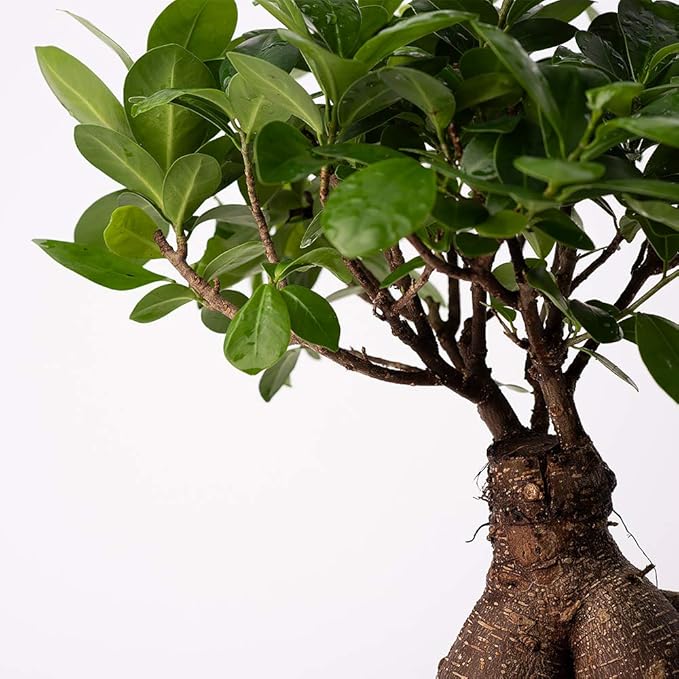 American Plant Exchange Ficus Ginseng Microcarpa – 4-Inch with Pot – Live Easy Care Bonsai Tree, Air Purifying Indoor Plant for Home, Office, or Zen Décor