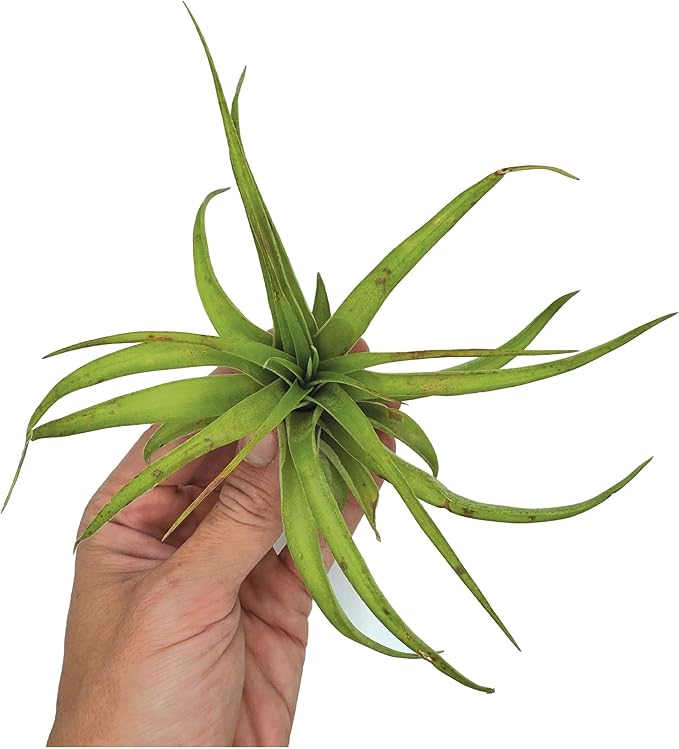 Air Plants - Tillandsia Brachycaulos Multiflora, Jumbo 5-7" - 2 ct - Live Arrival Guaranteed - House Plants for Home Decor & Gift