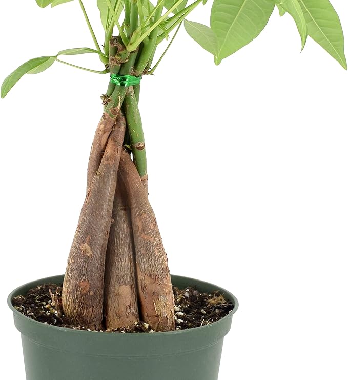Arcadia Garden Products Money Tree Live Indoor Plant in 6 in. Plastic Grower Pot, Black *Sold by Amazon and Arcadia Garden Products*