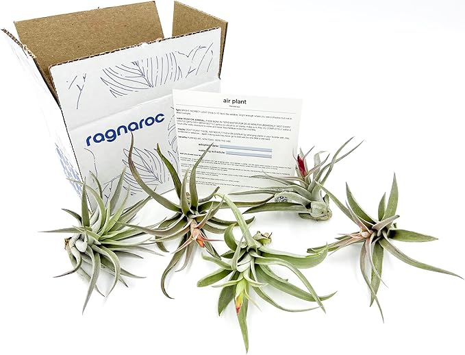 Air Plants - Flowering Tillandsia Harrisii, Large 3-5" - 5ct - Live Arrival Guaranteed - House Plants for Home Decor & Gift