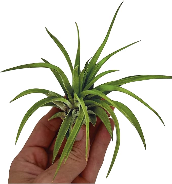 Air Plants - Tillandsia Brachycaulos Abdita, Large 4-6" - 2 ct - Live Arrival Guaranteed - House Plants for Home Decor & Gift