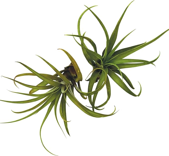Air Plants - Tillandsia Capitata (Peach), Large 5-7” - 2 ct - Live Arrival Guaranteed - House Plants for Home Decor & Gift