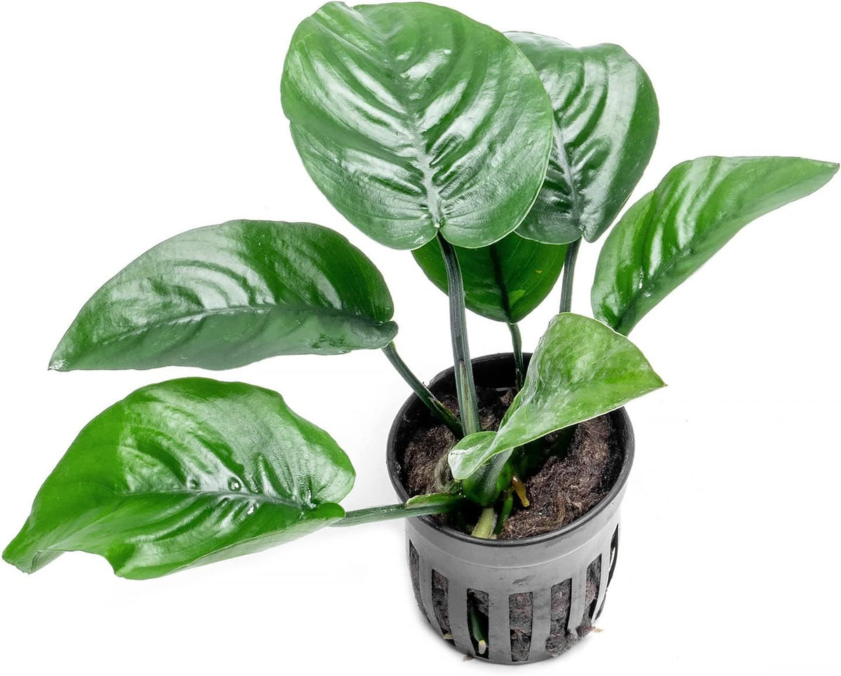Anubias Live Aquarium Plants - Potted Freshwater Plant for Fish Tanks, Terrariums - Beginner Friendly Low Light (Barteri Butterfly, 3 Pots)