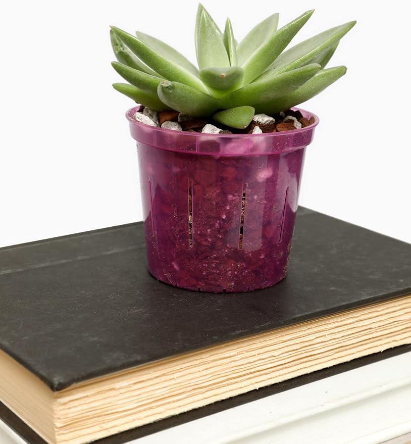 rePotme 3 inch Orchid Pot 3 Pack - Slotted Orchid Pots with Holes for Repotting (Crystal Clear)