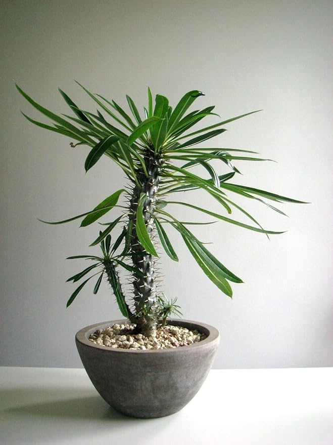 Premium Madagascar Palm Potting Mix - Crafted for Thriving Growth and Unique Elegance - 1 Quart