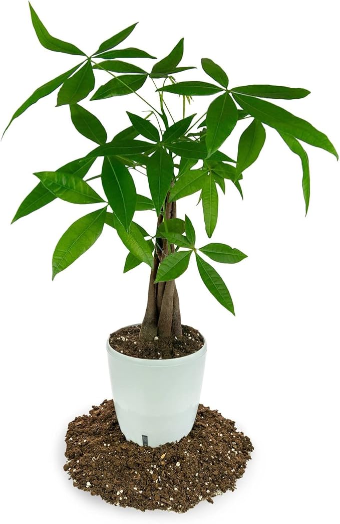 Money Tree Potting Soil, Soil Mix for Planting or Repotting Guiana Chestnut, Soil Blended to Properly Grow Money Tree Plants - (1 Quart Bag)