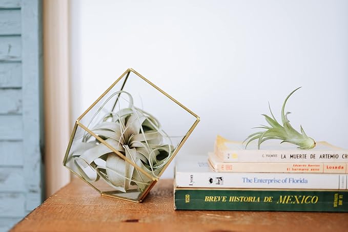 Air Plant Shop 10 Pack Tillandsia Air Plant Grab Bag of Premium Medium & Large Plants- Wholesale and Bulk - Succulents - Live Tillandsia - Easy Care Indoor and Outdoor House Plants