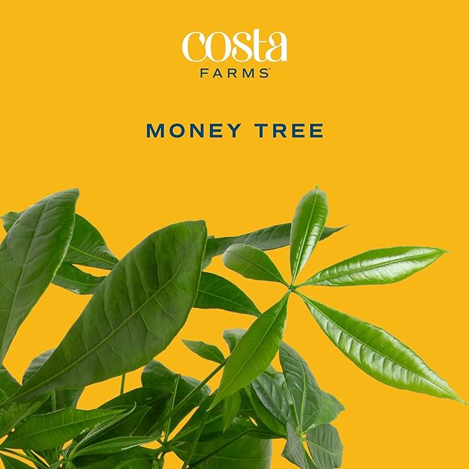 Costa Farms Money Tree, Large, Live Indoor Plant, Easy to Grow Pachira House Plant Gift, Home Décor, 3-4 Feet Tall in Nursery Pot
