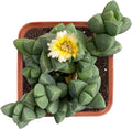 2" Live Succulent 'Corpuscularia lehmannii', Rare Succulent Plants Fully Rooted in Pots, Unique House Plant for DIY, Party Favor, Home Office Decoration