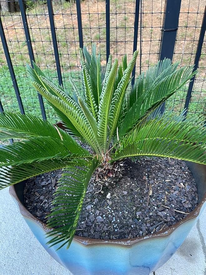 Premium SOGO Palm Plant Potting Mix - Crafted for Thriving Growth and Exquisite Beauty - 1 Quart