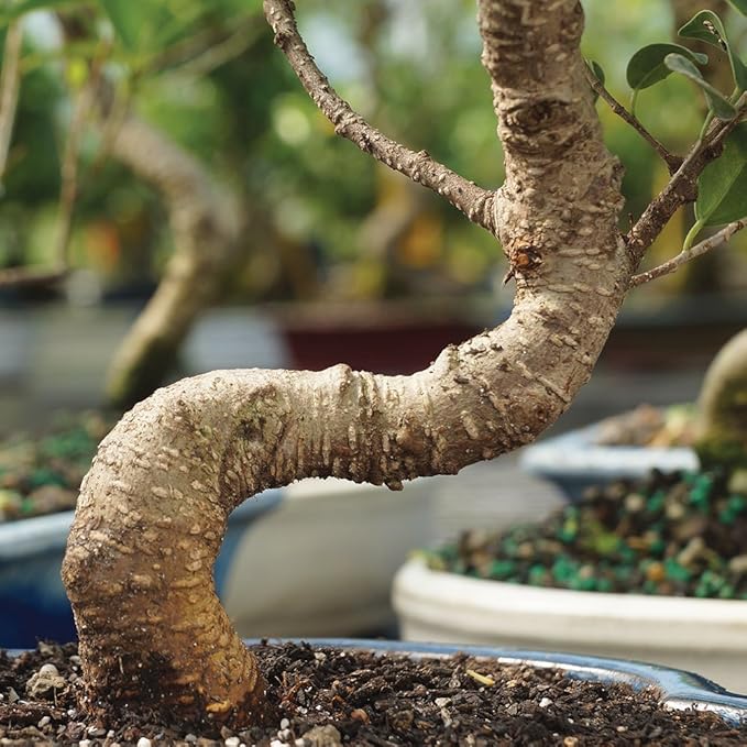 Brussel's Bonsai Live Golden Gate Ficus Indoor Bonsai Tree - Small, 4 Years, 5 to 8 In - Live Bonsai Tree in Ceramic Bonsai Pot