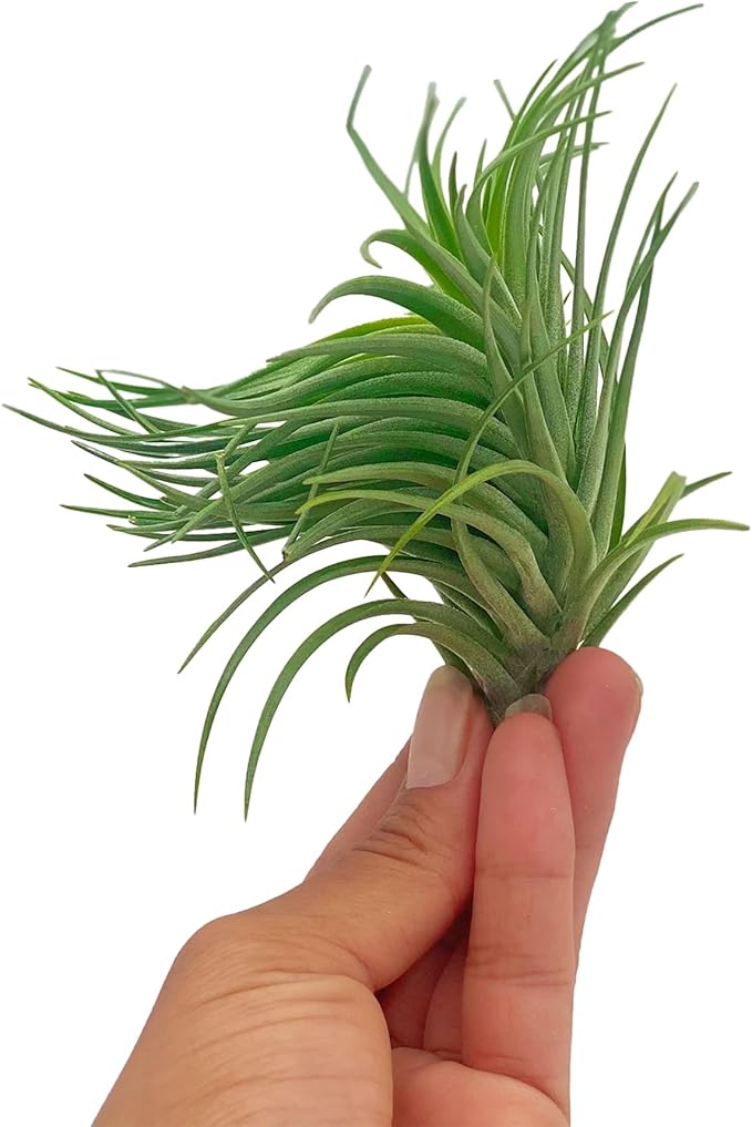 Air Plants - Flowering Tillandsia Pink Paske Large 5" - 1ct - Live Arrival Guaranteed - House Plants for Home Decor & Gift