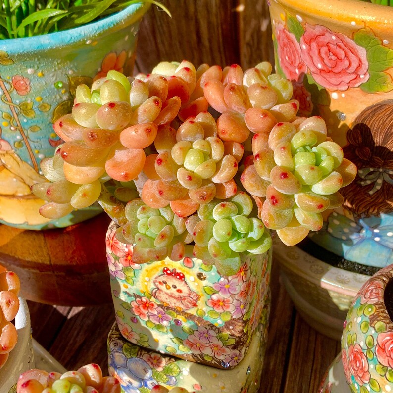 Sedum 'Clavatum' Multi-headed Clump-forming Succulents Approx. 3–3.5 inches Across