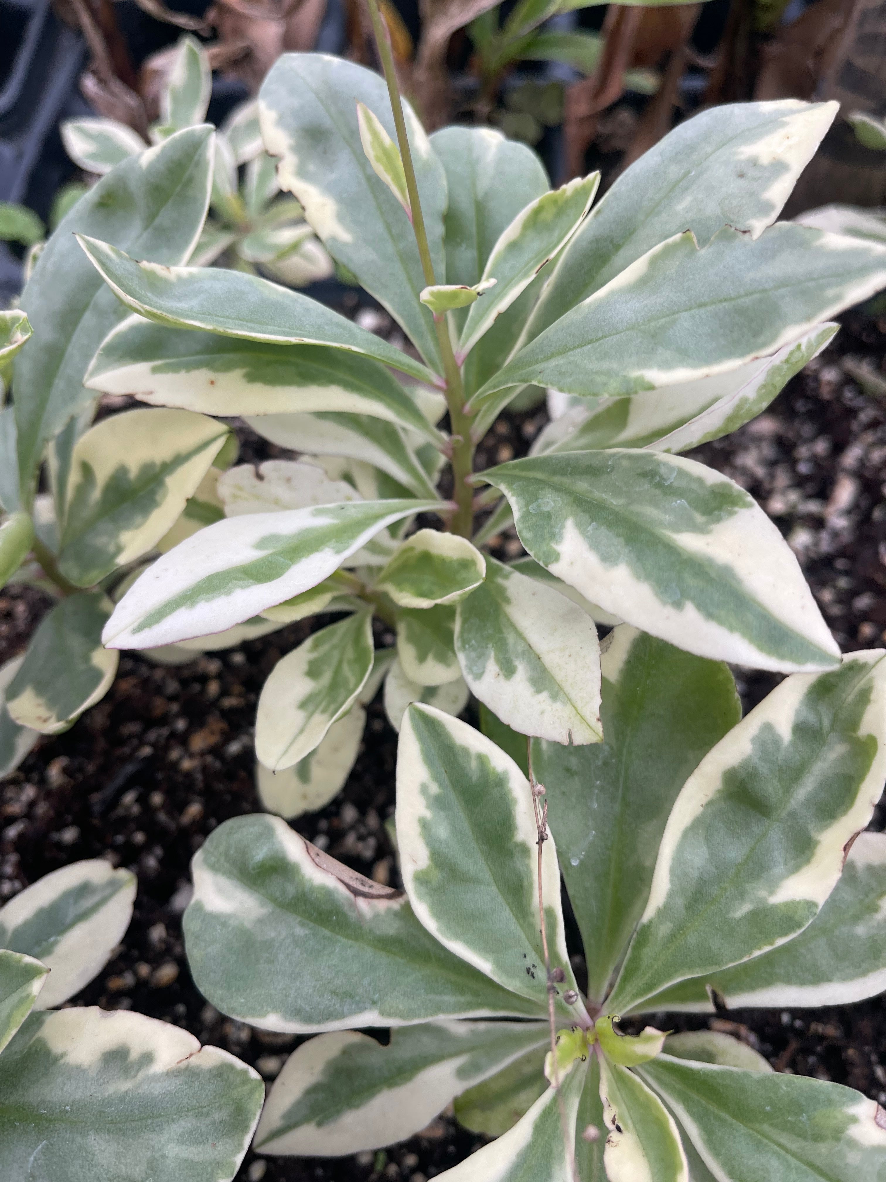 Variegated Jewels of Opar (Talinum paniculatum)