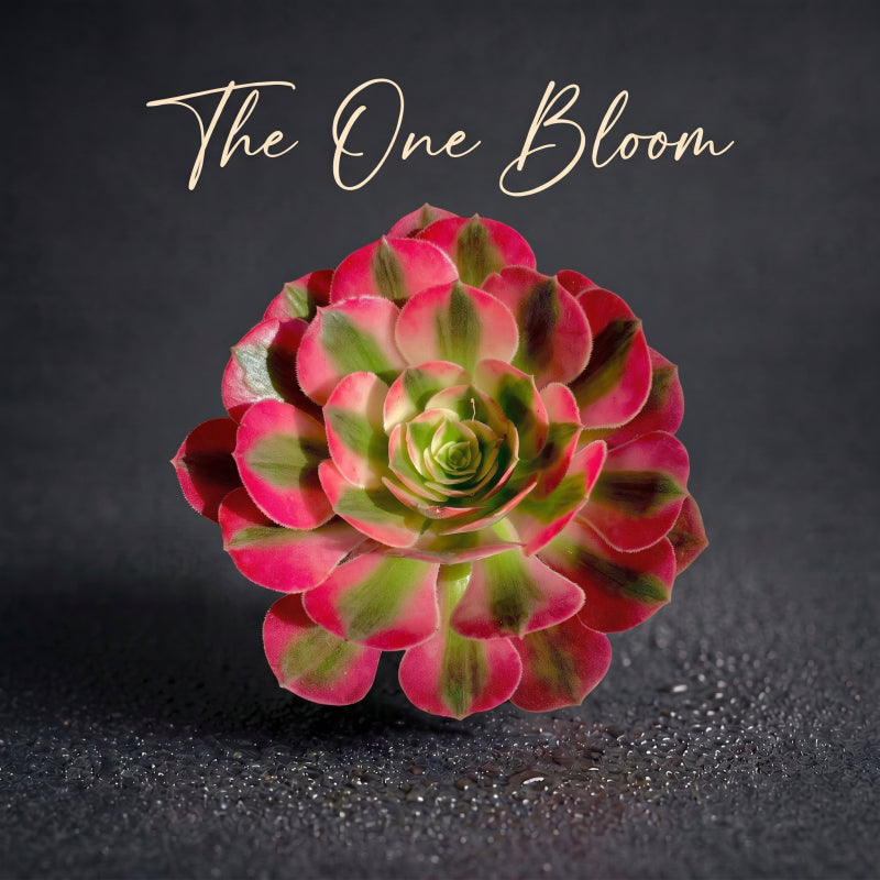 Aeonium 'Pink Witch' - Sought-after Colorful Addition to Collection